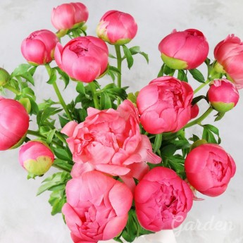 15 розовых пионов